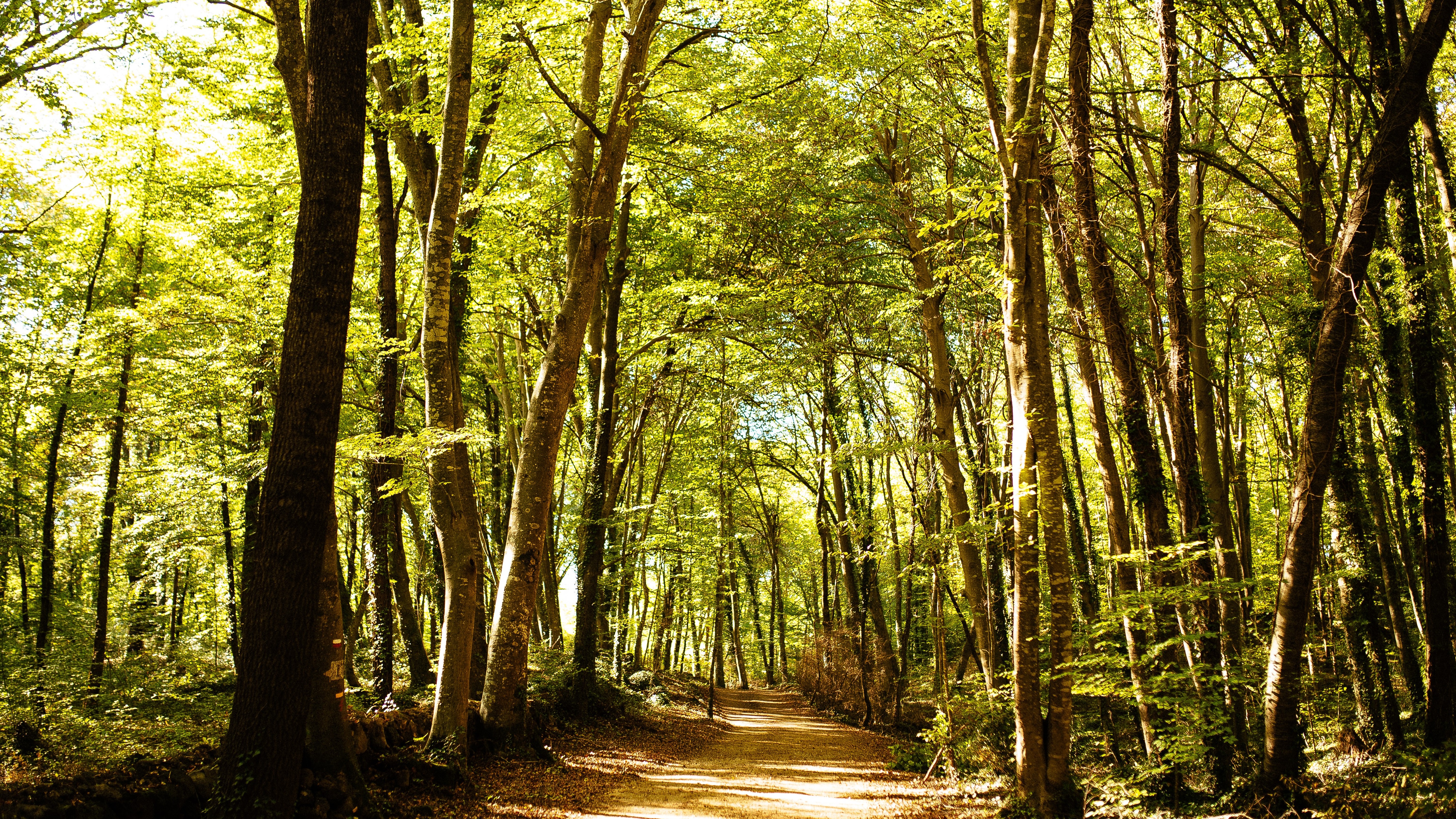 Proteccion Bosques UGT