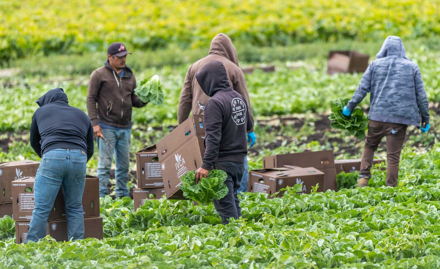 Personas migrantes trabajando en agricultura